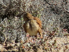 Certhilauda subcoronata bradshawi