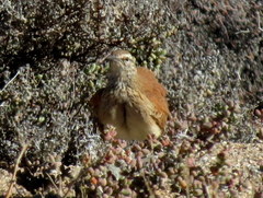 Certhilauda subcoronata bradshawi