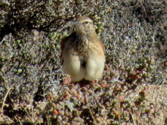 Certhilauda subcoronata bradshawi
