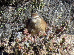 Certhilauda subcoronata bradshawi