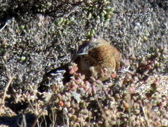 Certhilauda subcoronata bradshawi