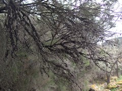 Hormiscium ericae