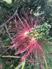 Calliandra houstoniana calothyrsus