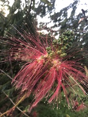 Calliandra houstoniana calothyrsus
