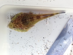 Diplocrepis puniceus