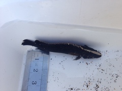 Acanthoclinus fuscus