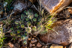 Euphorbia ferox