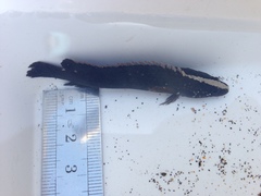 Acanthoclinus fuscus