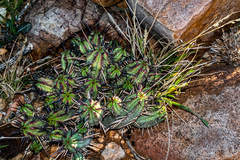 Euphorbia ferox