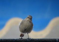 Phoenicurus ochruros