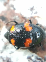 Scaphidium quadrimaculatum