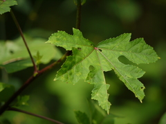 Abelmoschus manihot