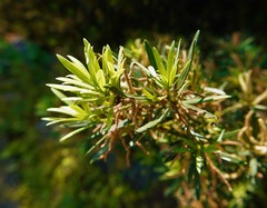 Podocarpus macrophyllus