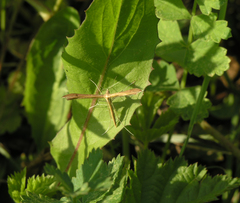 Stenoptilia pterodactyla