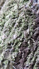 Chaenotheca gracilenta