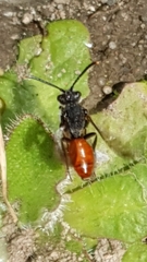 Nomada
