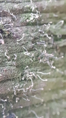 Chaenotheca gracilenta