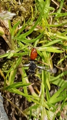 Nomada