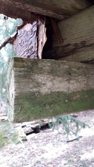 Chaenotheca gracilenta