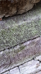 Chaenotheca gracilenta