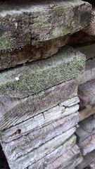 Chaenotheca gracilenta