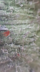 Chaenotheca gracilenta