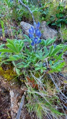 Lupinus micranthus