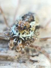 Megabunus diadema