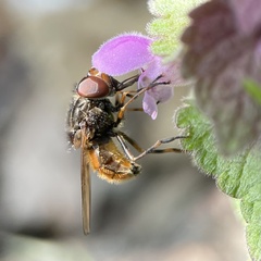 Rhingia campestris