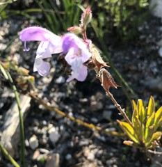 Salvia granitica