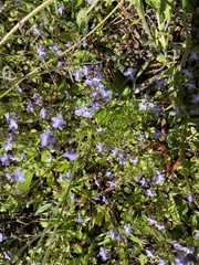 Wahlenbergia marginata
