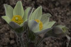 Pulsatilla orientali-sibirica