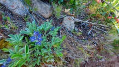 Lupinus micranthus