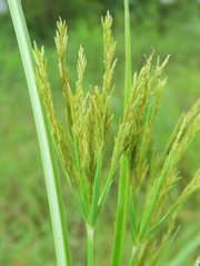 Cyperus nutans subprolixus