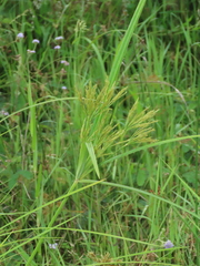 Cyperus nutans subprolixus