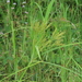 Cyperus nutans - Photo (c) chiuluan, some rights reserved (CC BY), uploaded by chiuluan
