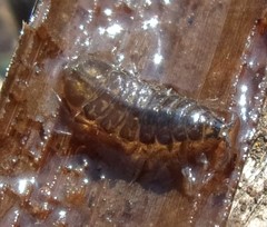 Asellus aquaticus