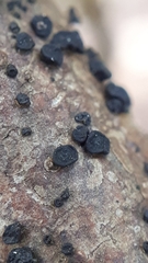 Tryblidiopsis pinastri