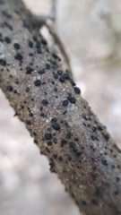 Tryblidiopsis pinastri