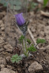 Pulsatilla campanella