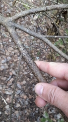 Tryblidiopsis pinastri