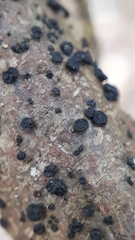 Tryblidiopsis pinastri