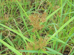Cyperus pilosus
