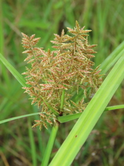Cyperus pilosus
