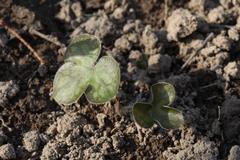 Hepatica nobilis asiatica