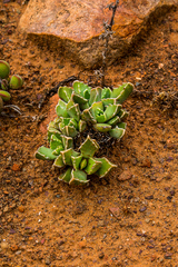 Faucaria bosscheana