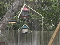 Cyanocompsa parellina