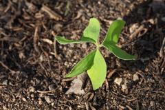 Oxalis obtriangulata