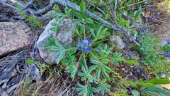 Lupinus micranthus
