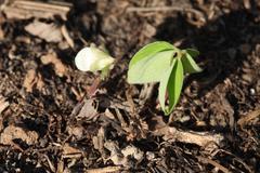 Oxalis obtriangulata